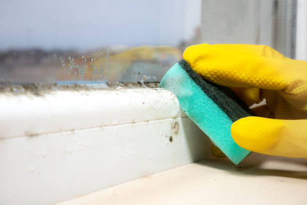 Mold Odor Removal Services in Sibley, IA